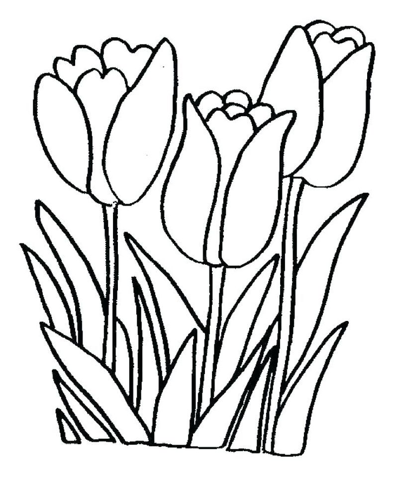 gambar sketsa bunga sederhana tulip