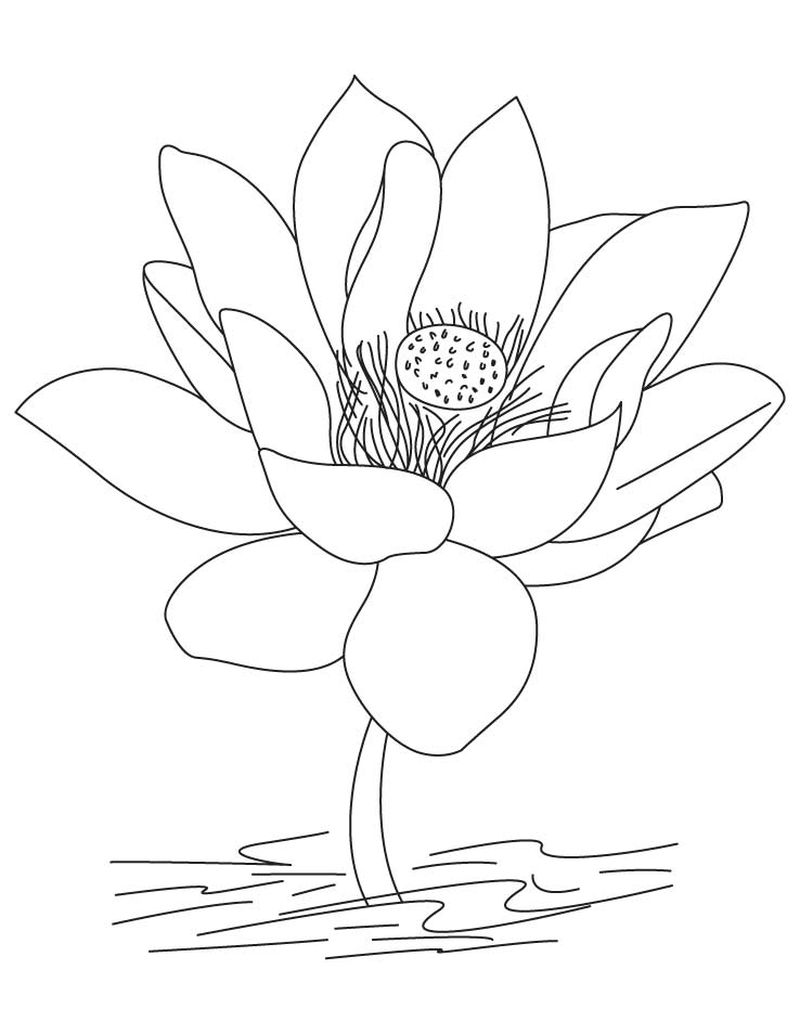 gambar sketsa bunga sederhana wallpaper