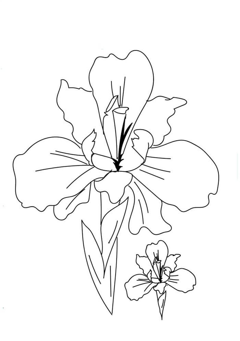 gambar sketsa bunga sederhana