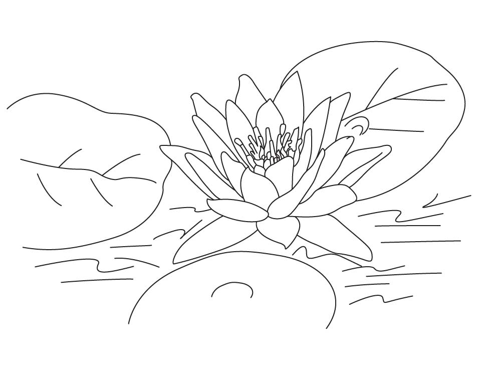 gambar sketsa bunga teratai download
