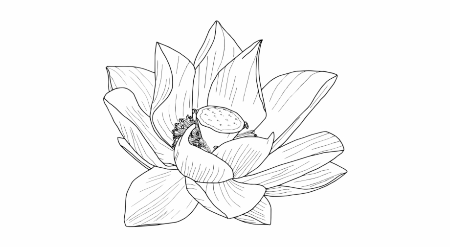 gambar sketsa bunga teratai png