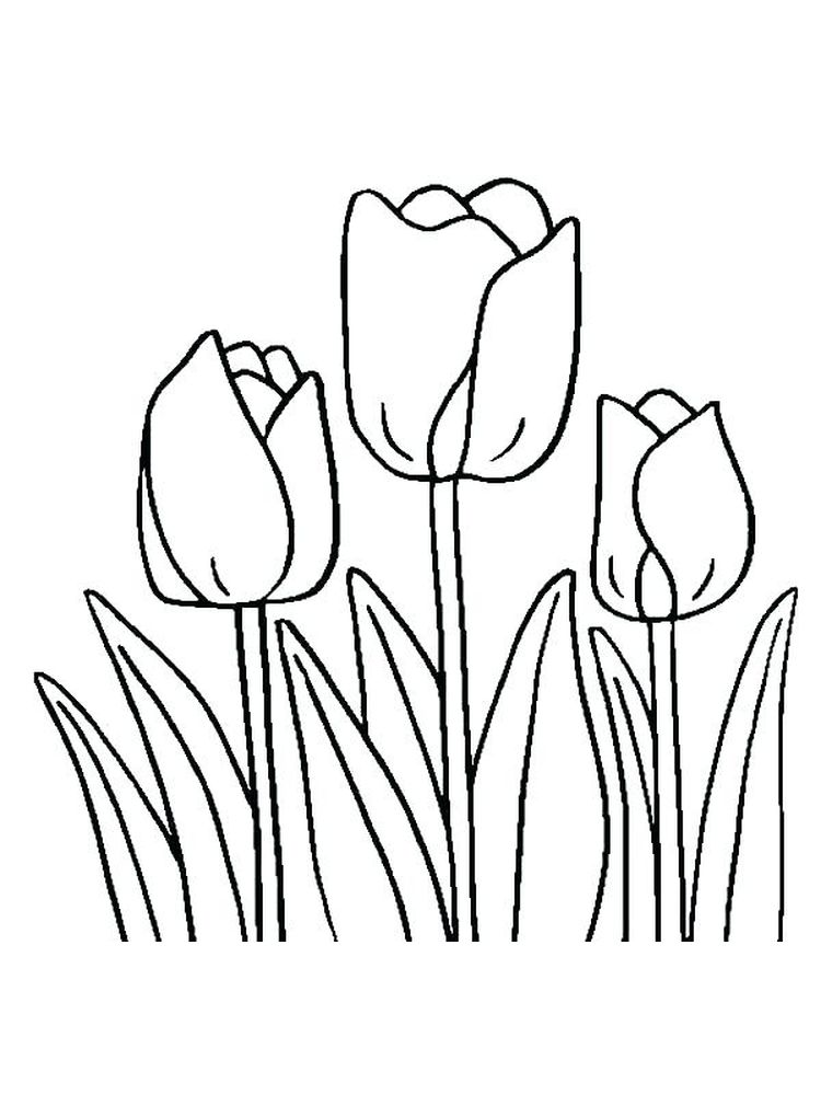 gambar sketsa bunga tulip indah