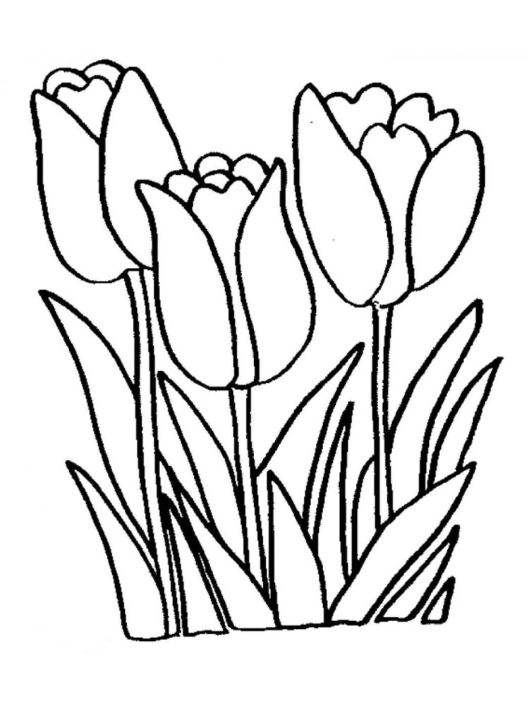 gambar sketsa bunga tulip untuk diwarnai