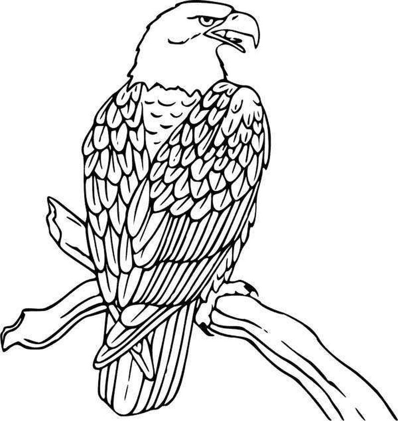 gambar sketsa burung elang mewarnai hd