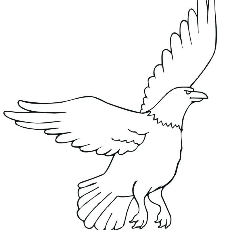 gambar sketsa burung elang sedang terbang