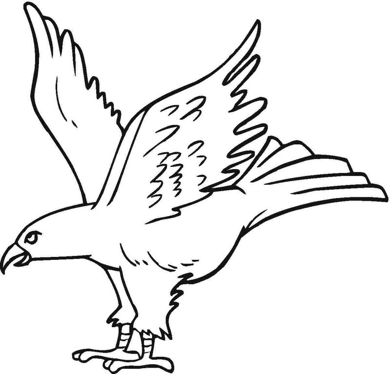 gambar sketsa burung elang terbang hd