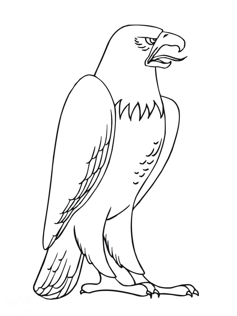 gambar sketsa burung elang untuk diwarnai