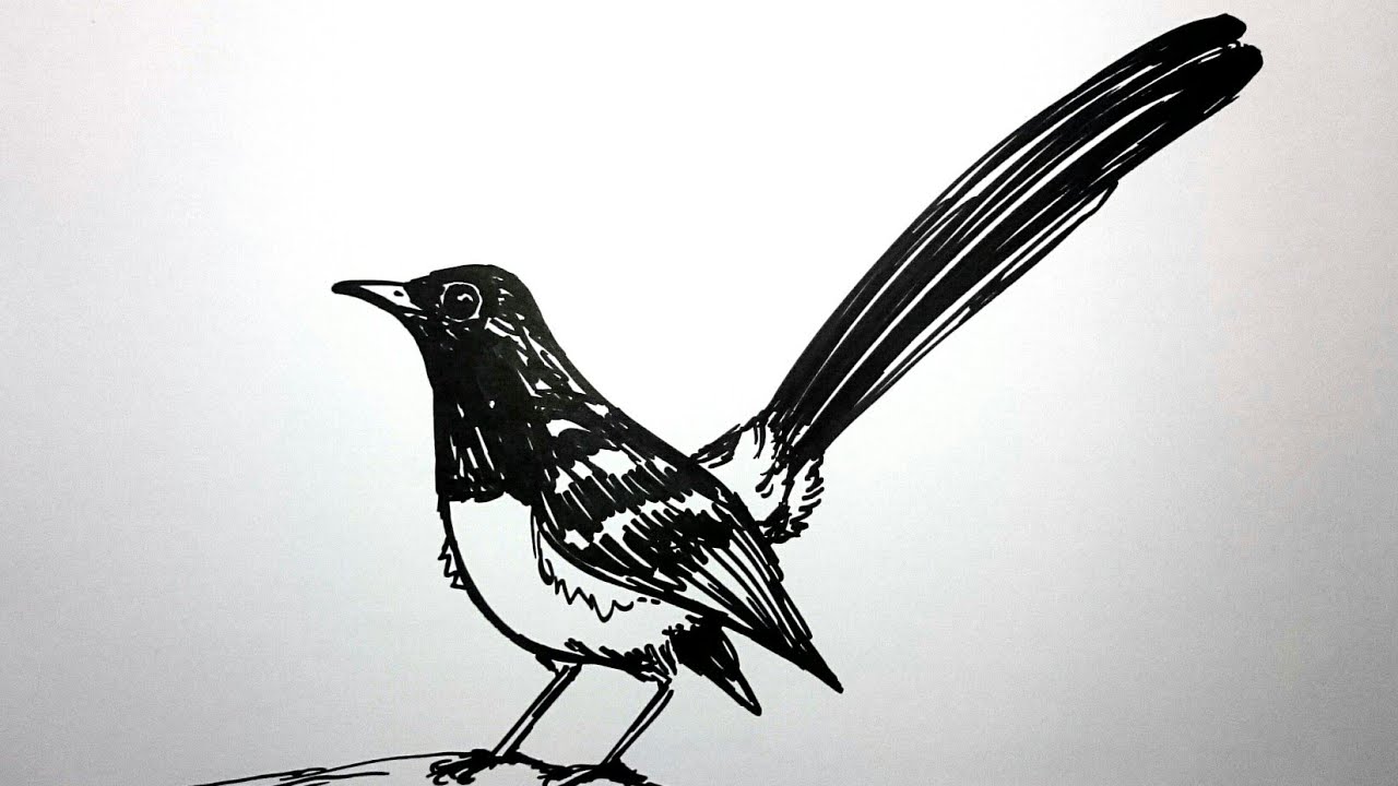 gambar sketsa burung murai