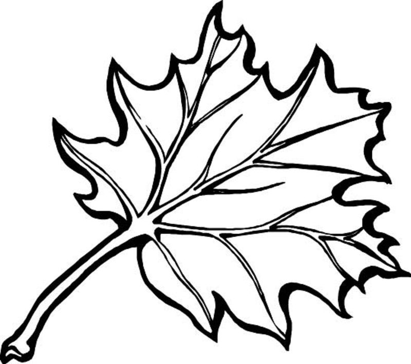 gambar sketsa daun kering