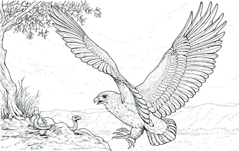 gambar sketsa fauna burung elang