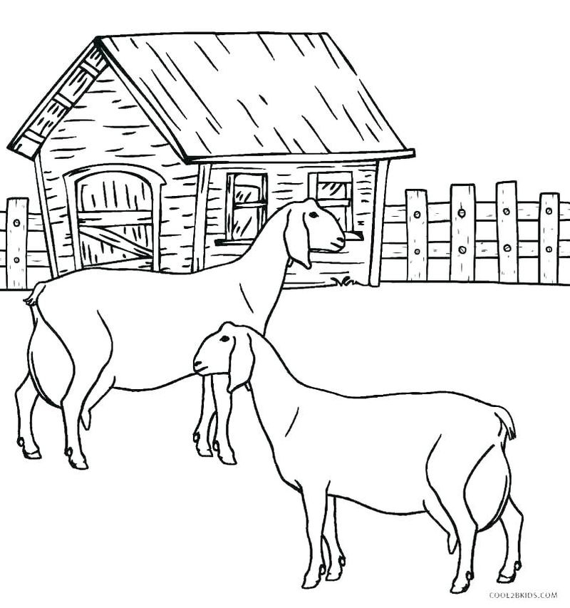 gambar sketsa fauna kambing