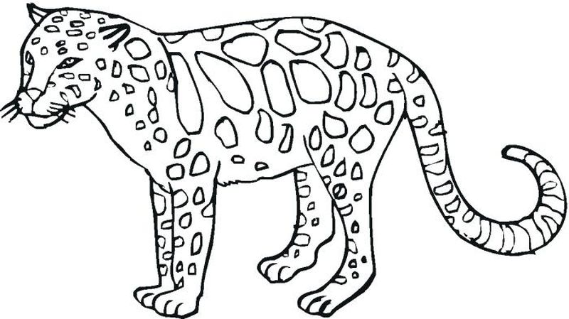 gambar sketsa fauna macan hd