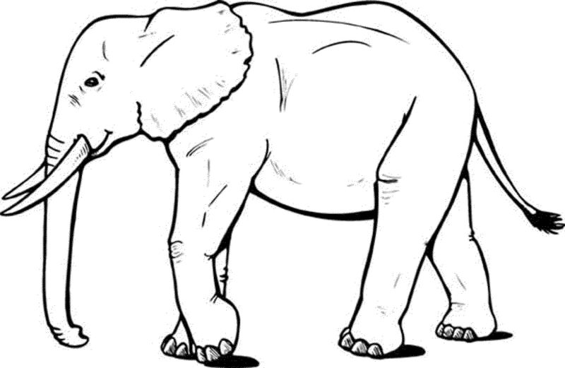 gambar sketsa gajah dewasa