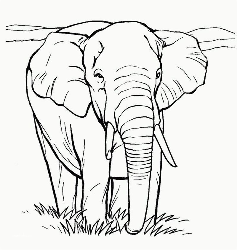 gambar sketsa gajah hd