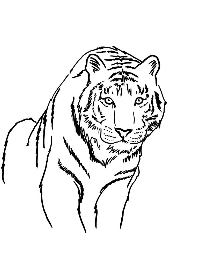 gambar sketsa harimau bengal