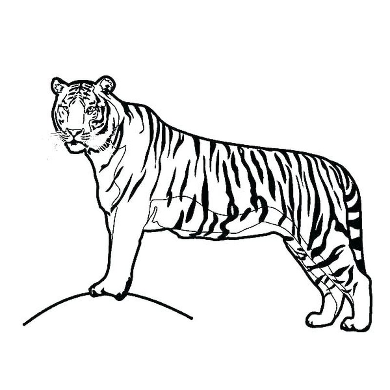gambar sketsa harimau download