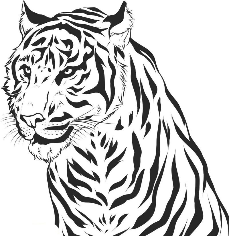 gambar sketsa harimau mewarnai