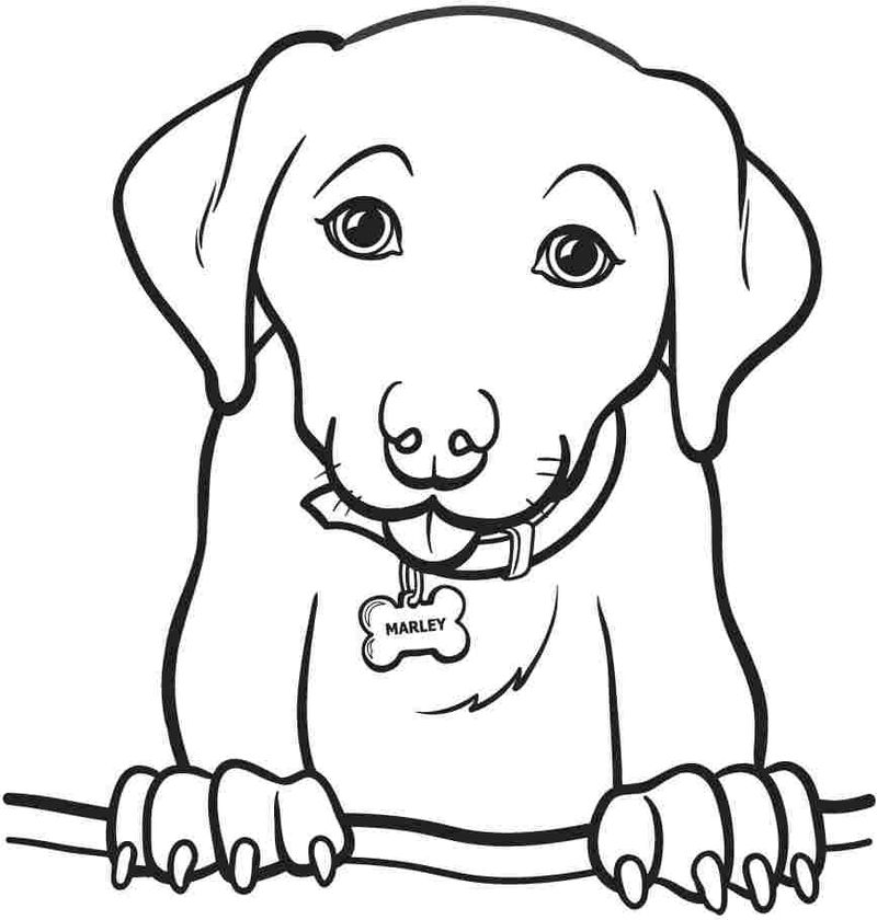 gambar sketsa hewan anjing lucu