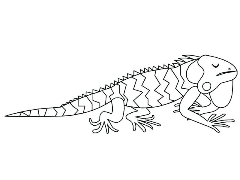 gambar sketsa hewan iguana