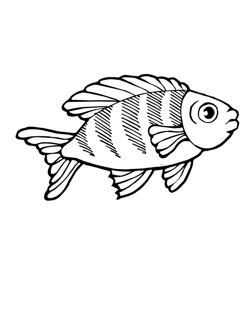 gambar sketsa hewan ikan
