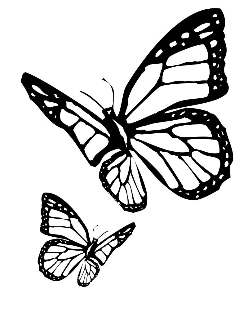 gambar sketsa hewan kupu kupu