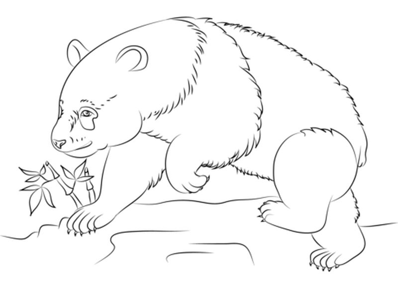 gambar sketsa hewan panda