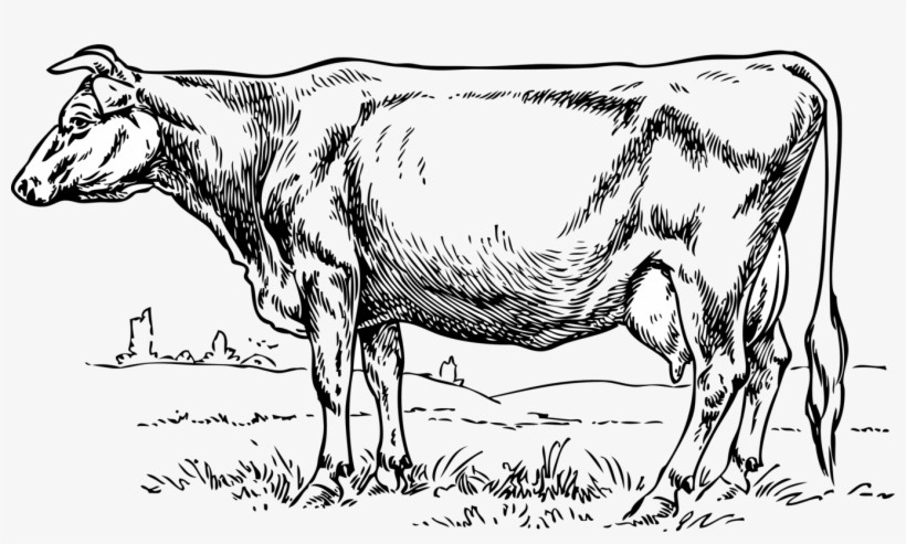 gambar sketsa hewan sapi