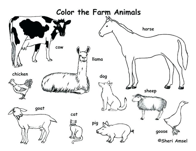 gambar sketsa hewan ternak