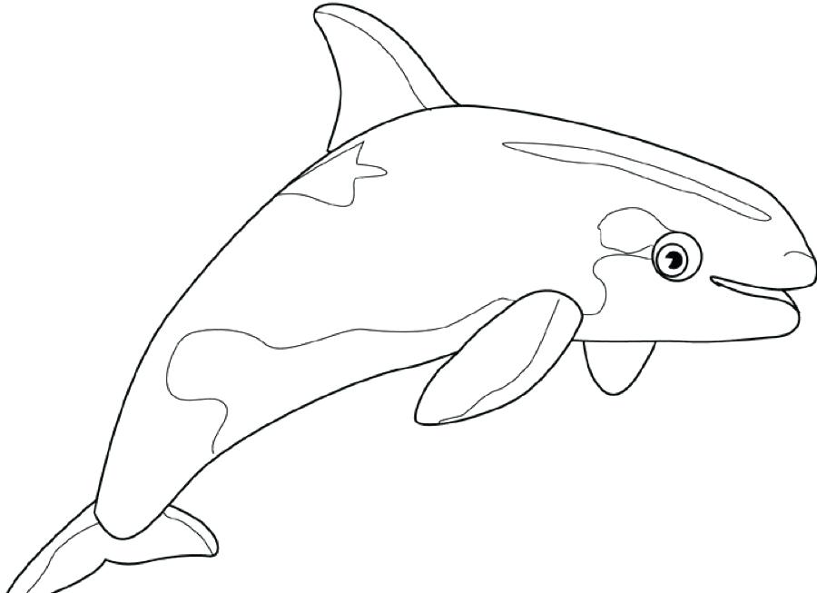 gambar sketsa ikan lumba lumba hd
