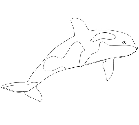 gambar sketsa ikan lumba lumba