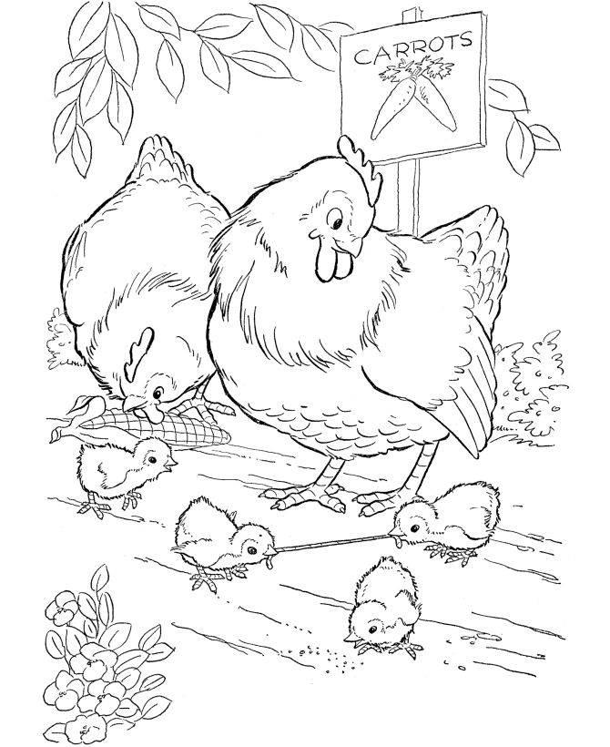 gambar sketsa keluarga ayam