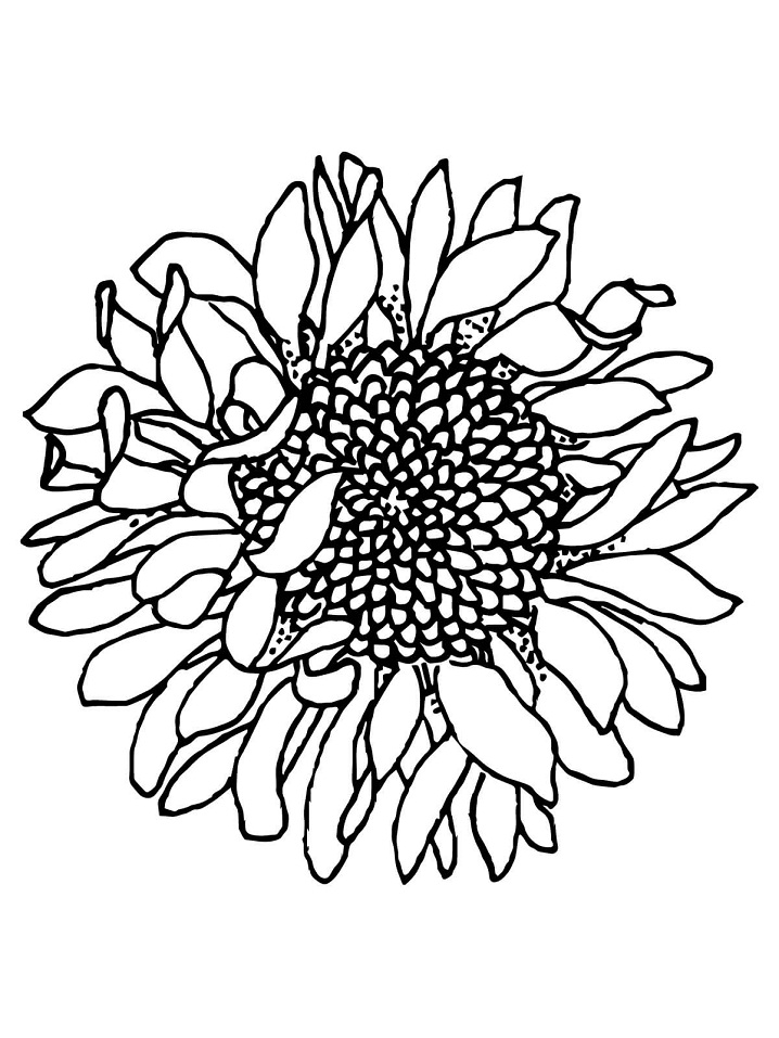 gambar sketsa kepala bunga matahari