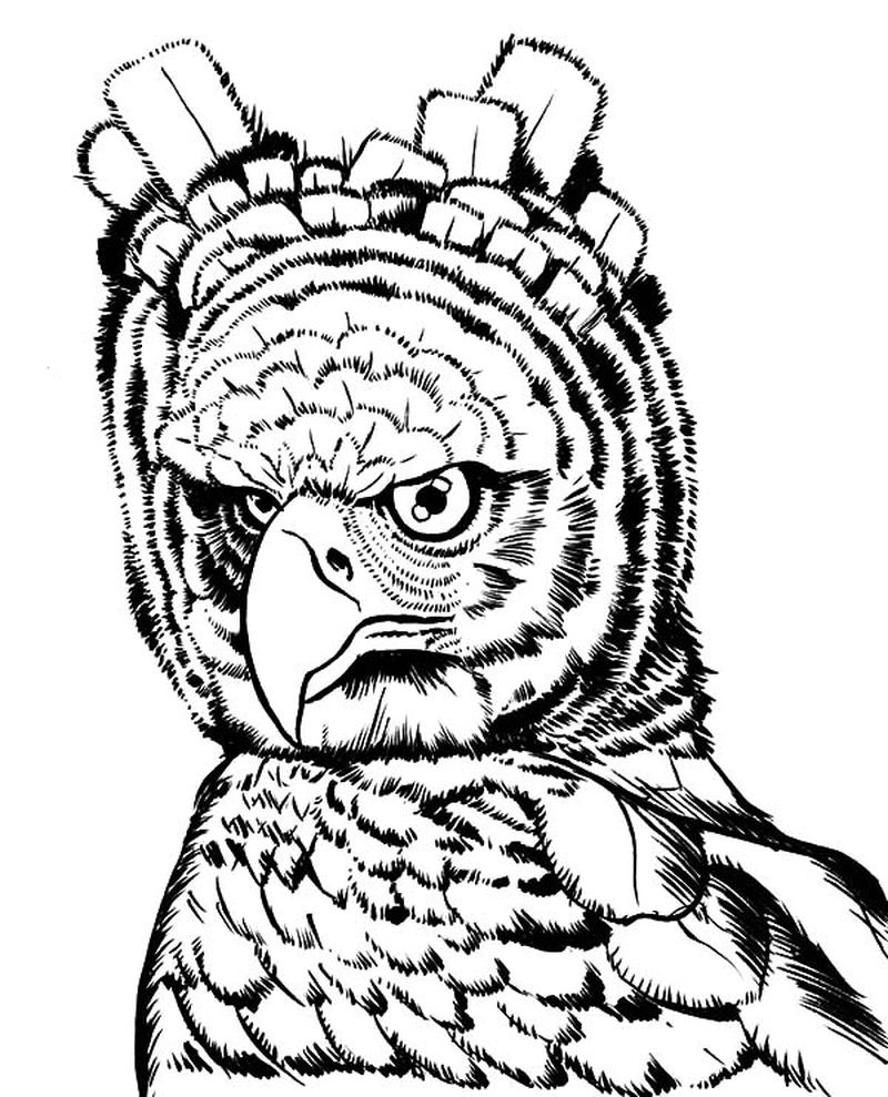 gambar sketsa kepala burung elang