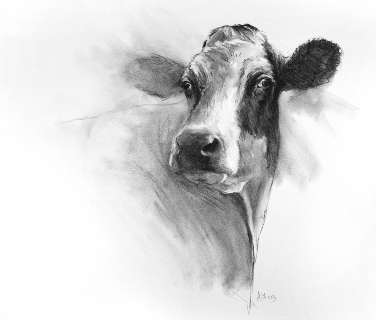 gambar sketsa kepala sapi