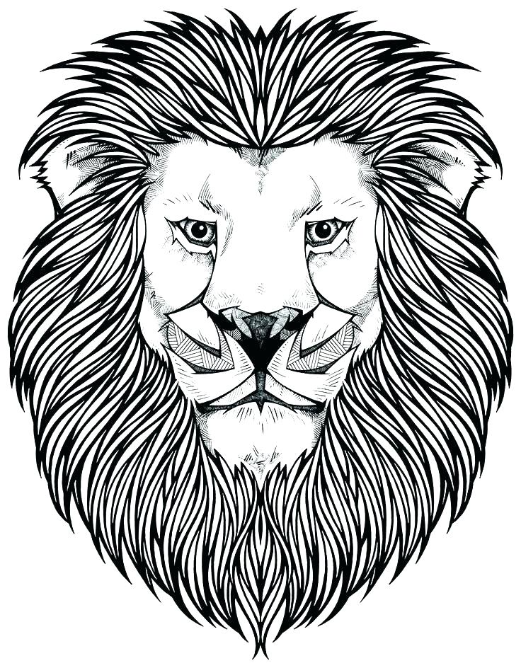 gambar sketsa kepala singa