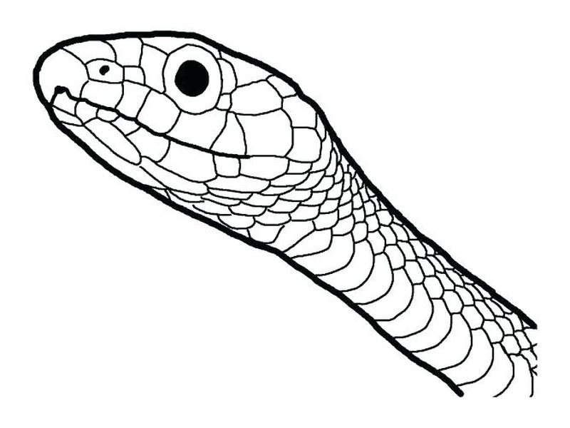 gambar sketsa kepala ular