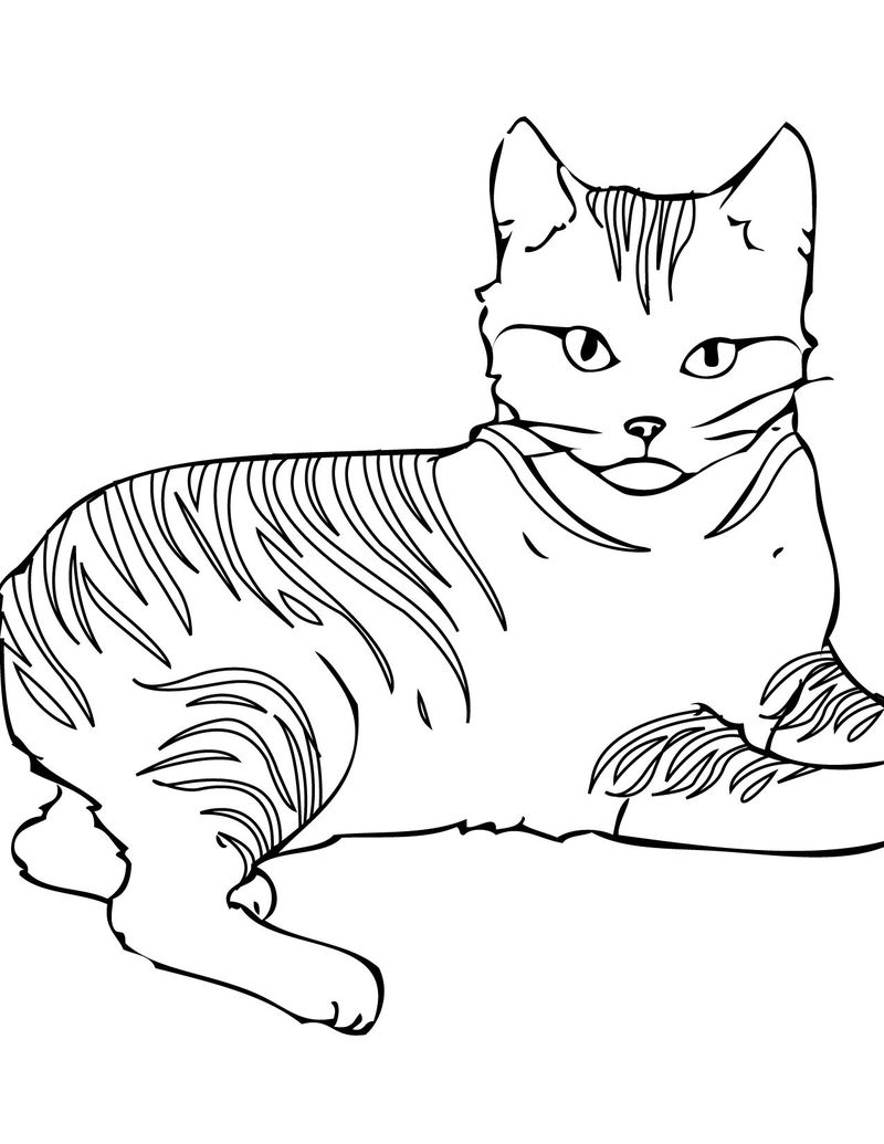 gambar sketsa kucing hd