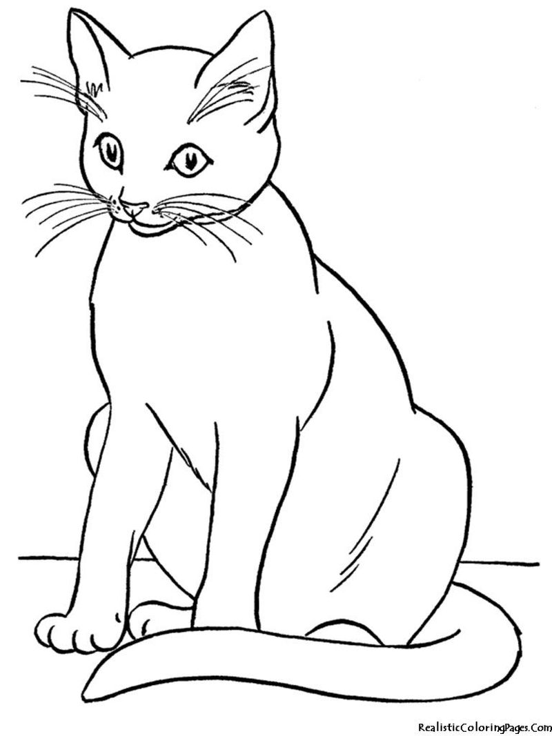 gambar sketsa kucing lucu hd