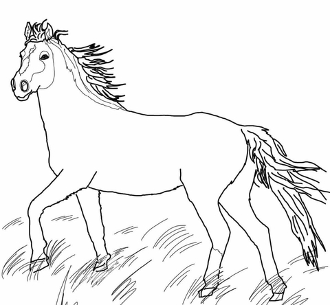 gambar sketsa kuda liar