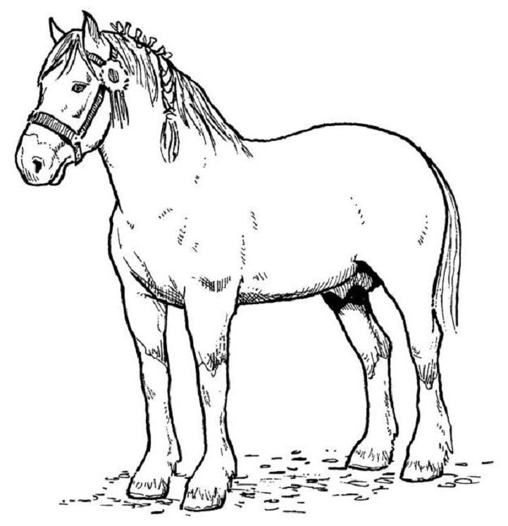 gambar sketsa kuda mewarnai