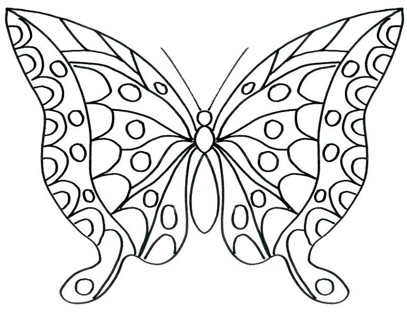 gambar sketsa kupu kupu hewan
