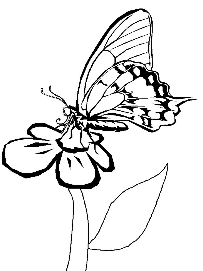 gambar sketsa kupu kupu terbang