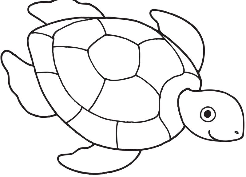 gambar sketsa kura kura berenang