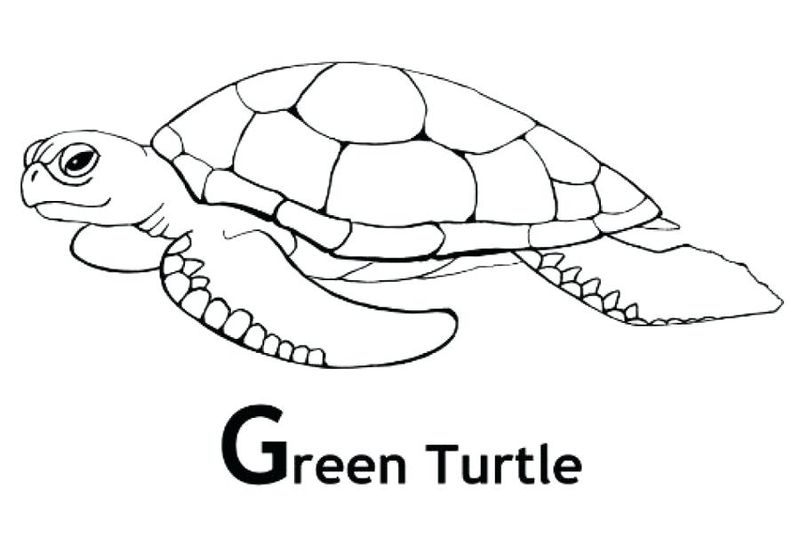 gambar sketsa kura kura untuk diwarnai