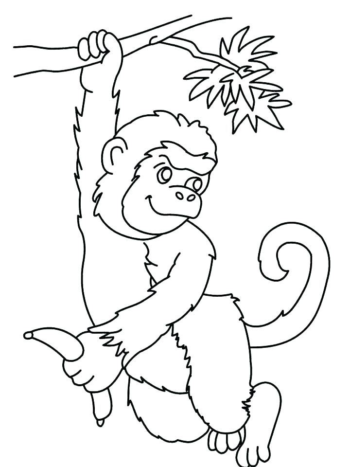 gambar sketsa monyet he mewarnai