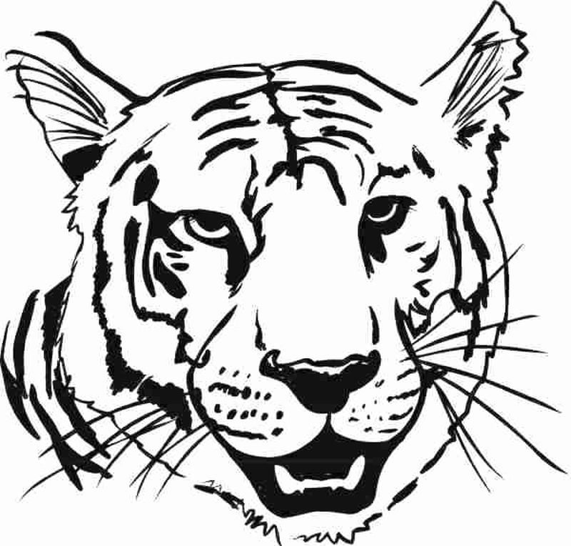 gambar sketsa muka harimau