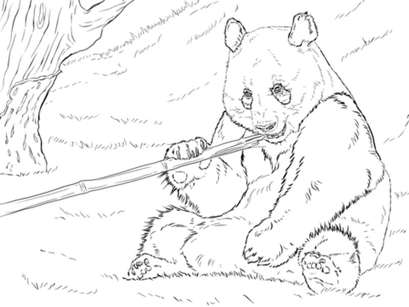 gambar sketsa panda lagi makan