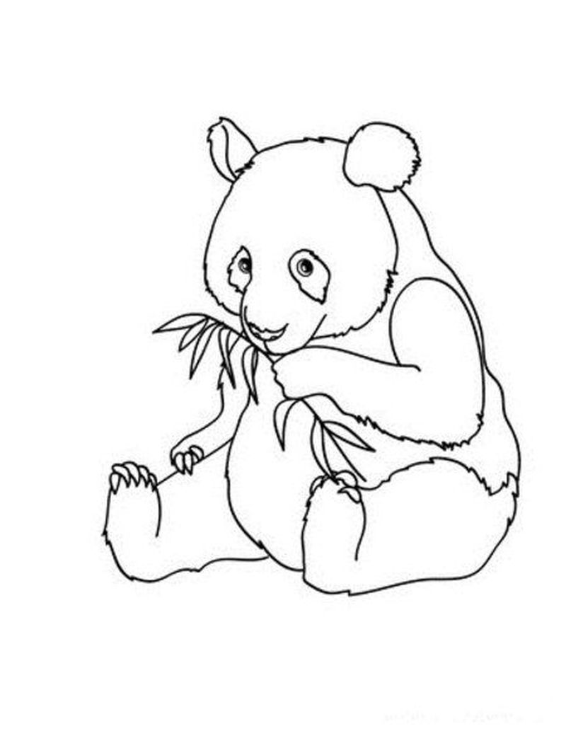 gambar sketsa panda makan bambu