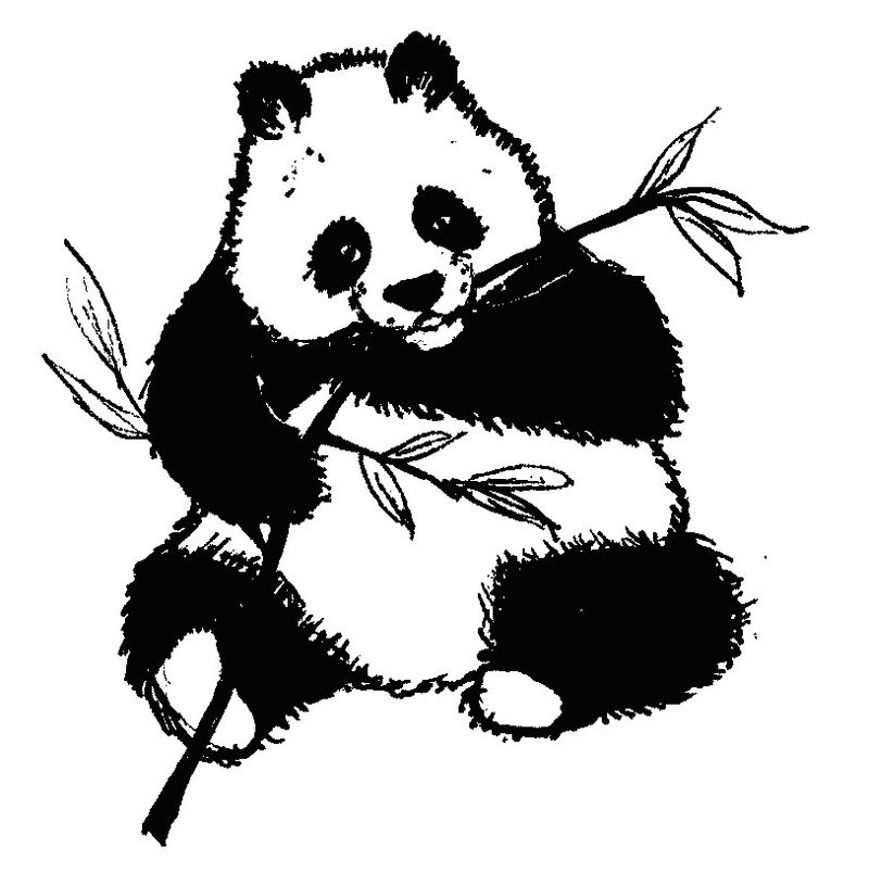 gambar sketsa panda