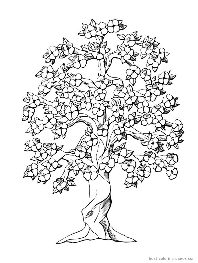 gambar sketsa pohon bunga sakura